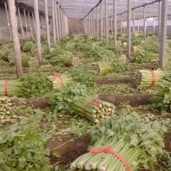 天津加州王（文图拉）：黄花店孙宏伟