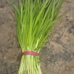 辽宁凌海汉中：建业乡倪宝军