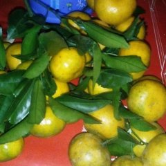 代办广西柳城南丰蜜桔，天草，砂