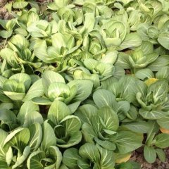 江苏建湖上海青：上冈农唐老板