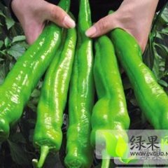 山东青州大尖椒：东夏镇孙国梁