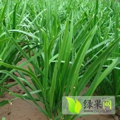 河南中牟平韭6号韭菜：刁家乡任玉锋