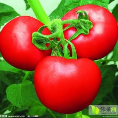 山东岱岳欧盾：房村镇邹