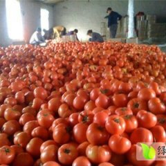 海南武山镇京丹2号樱桃西红柿：代办黄富宁