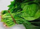 山东金乡大叶菠菜:鸡黍镇蔡建国