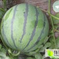 陕西临渭吝店镇赵秦安 京欣冠龙：