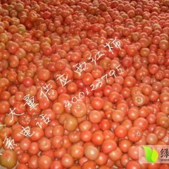 基地大量供应优质粉红西红柿