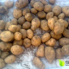 收够土豆，就到（中国马铃薯之乡