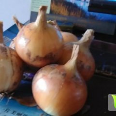 辽宁南票高桥镇黄皮洋葱5到8