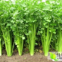 山东商河美国西芹：孙集镇李德河