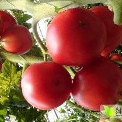 浙江苍南荷兰218：马站镇王旗