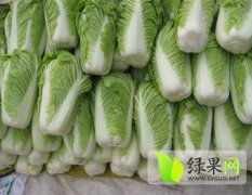 山东肥城北京新三号：千亩大白菜