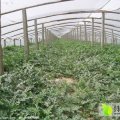 山东济阳京欣：京欣西瓜4月下旬大量供应