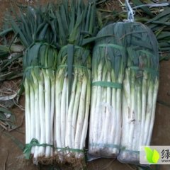 山东费县铁杆大葱：上冶镇耿宝才