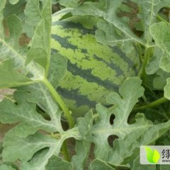 云南8424西瓜：景东县赵雪义