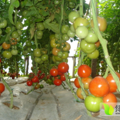 山东费县粉百利：薛庄北范长起