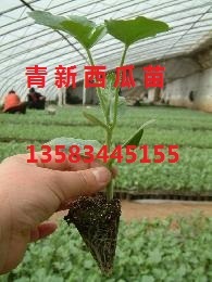 山东禹城西瓜嫁接苗：开发区王合心