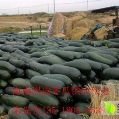 供应海南冬瓜