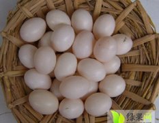 山东莘县常年供应新鲜鸽蛋