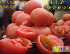 大量供应优质西红柿 番茄 基地直销 费县基地