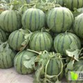 吉林洮南全副系列：6月中旬大量上市