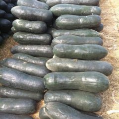 海南海南黑优大冬瓜：长坡镇郑先生