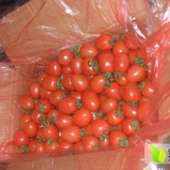 聊城市东王庄李德俊：圣女果3-3.