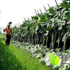 海南黑皮冬瓜、代办