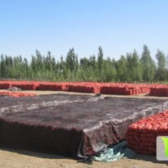 甘肃临泽红皮洋葱：鸭暖乡杨先生