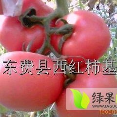 山东费县蔬菜基地