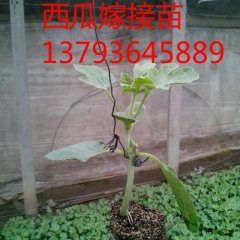 山东昌乐双星西瓜苗：刘军