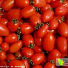 千禧圣女果 樱桃西红柿