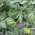 山东昌乐京欣：大左瓜菜代办左启