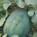 山东巨野珍布斯西瓜：5月上市