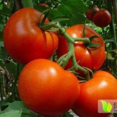 山东寿光硬粉：寿光劳女士