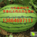 供应潍坊早春红玉西瓜