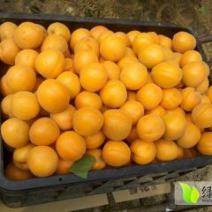 山东费县 金太阳杏 ：费县大田庄