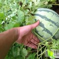 河南夏邑8424西瓜，四月底上市