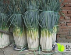 上海铁杆大葱，葱白30到45厘米！