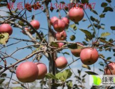 辽宁兴城苹果苗新品种