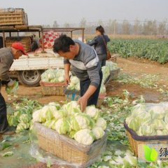 上海崇明岛花菜之乡中兴镇白花菜
