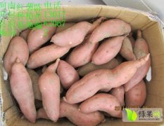 河南开封县商薯19红薯存储量大