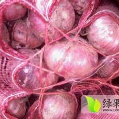 山东巨野红皮洋葱个头大，