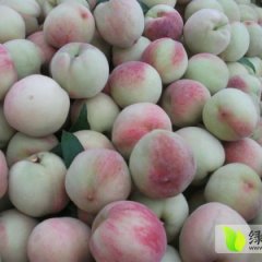 我行代销桃子 油桃 毛桃