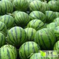 安徽太和麒麟西瓜：原墙镇刘经理
