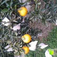 四川东坡不知火供应50万斤