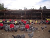 内蒙古松山供应纯散养芦花鸡