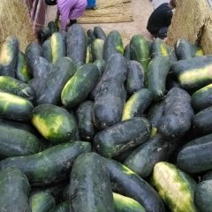 河南焦作沁阳铁冠军冬瓜：柏香镇