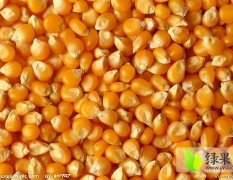 湖北鄂城常年现金收购玉米