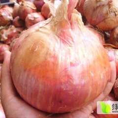 河南通许红皮洋葱 市场价值高